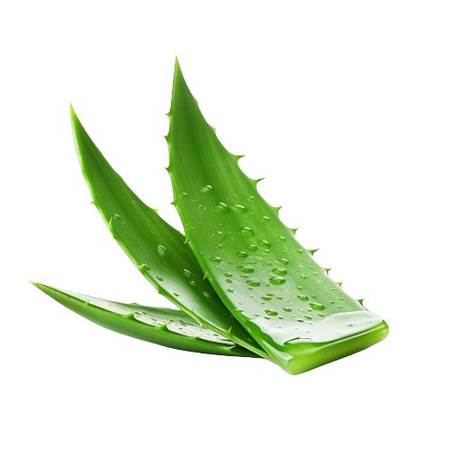Aloe Vera Cream | Hydrating & Soothing Moisturizer